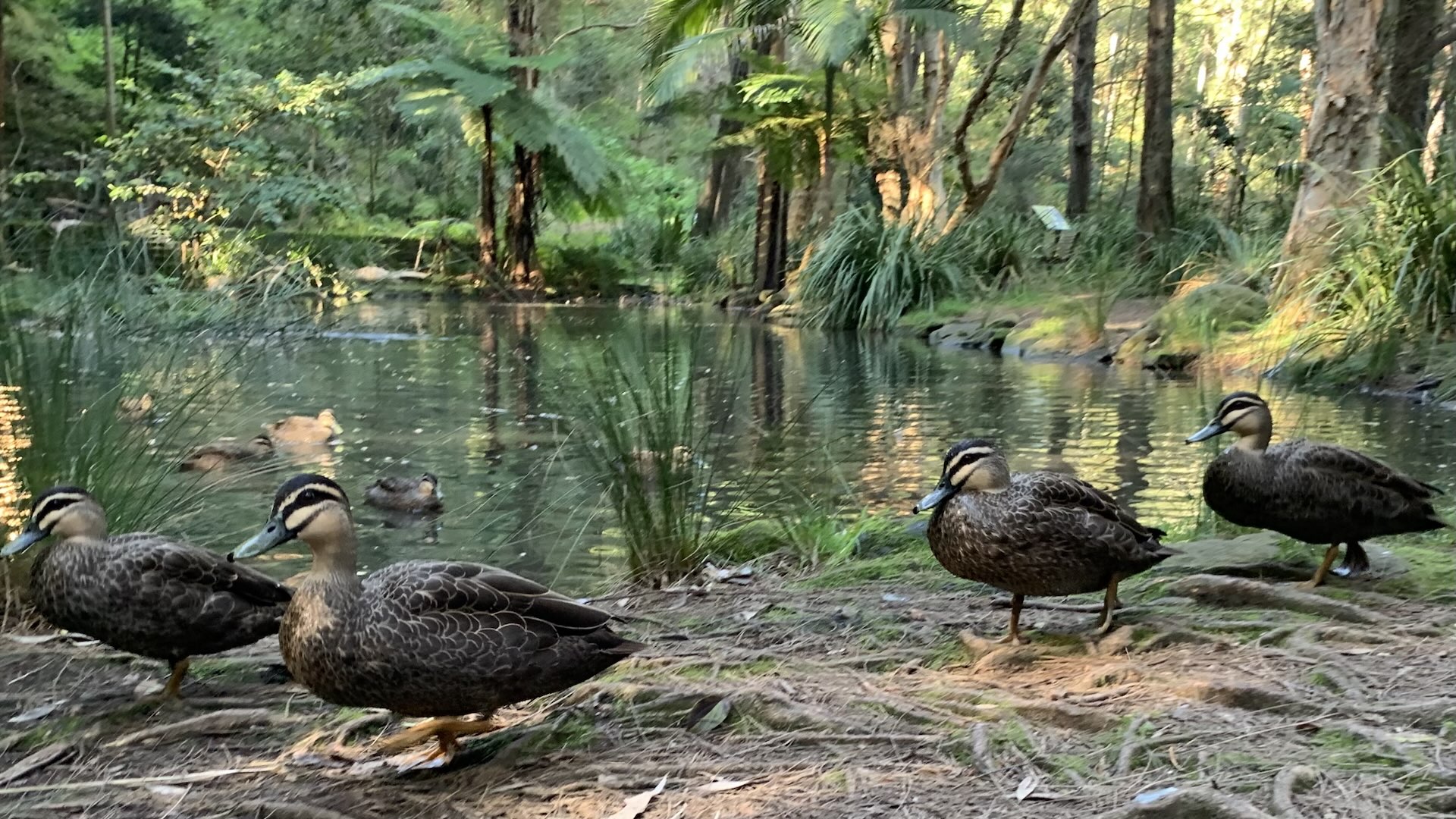 Trumper Park ducks